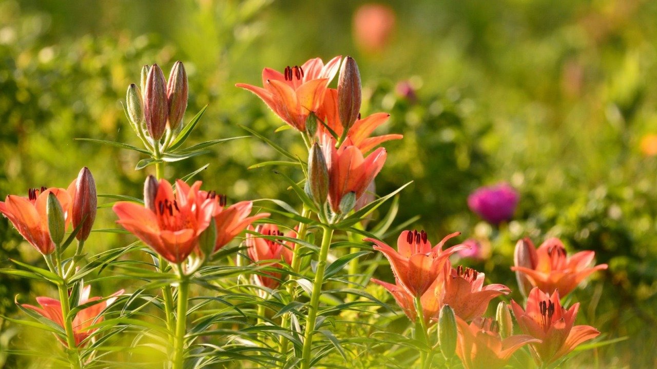 🏞️ 사로마호 왓카 자연 센터 (사로마코 왓카네이차센타) 이미지 7